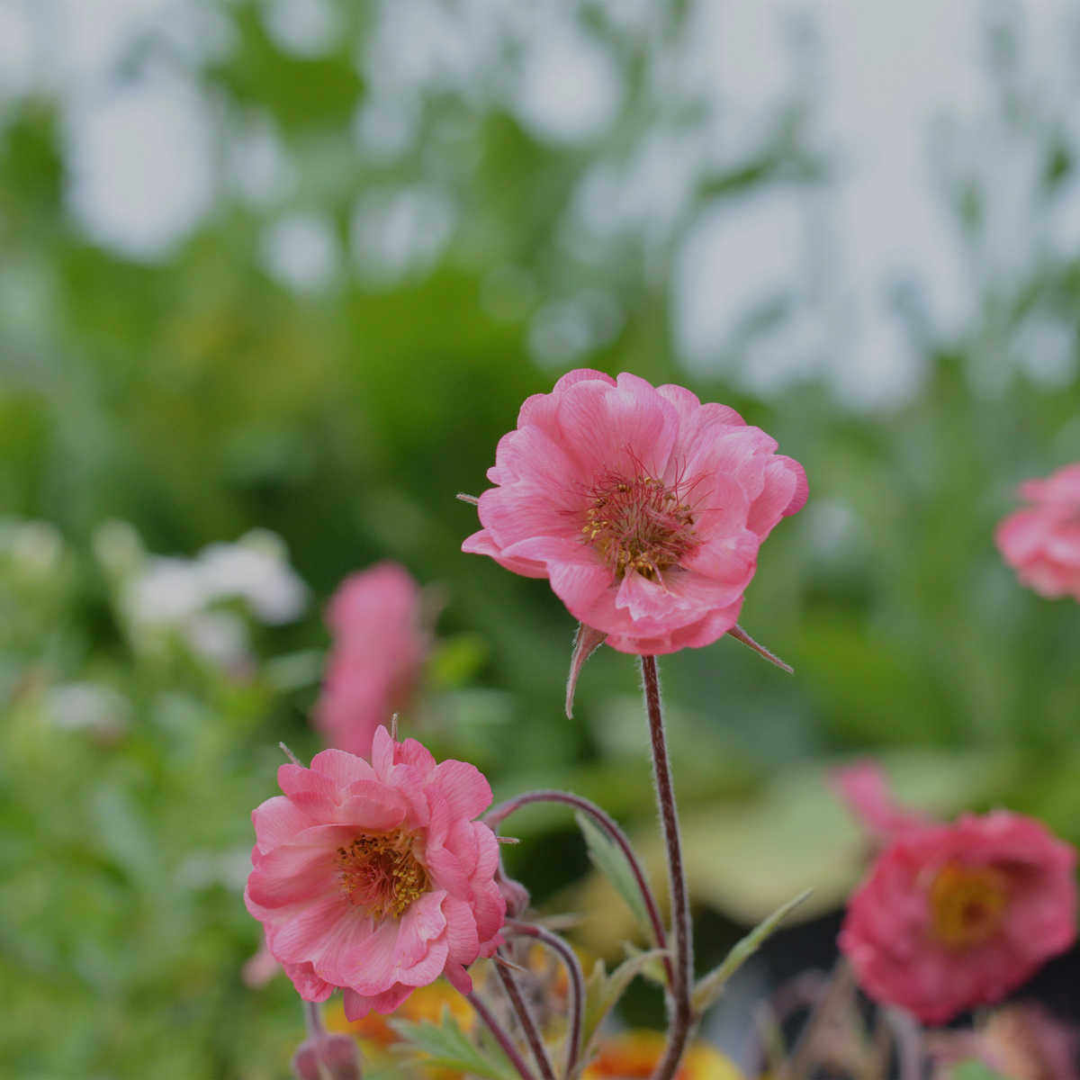 重瓣水杨梅 迈泰 杏色多年生耐寒宿根花园植物阳台花卉盆栽苗