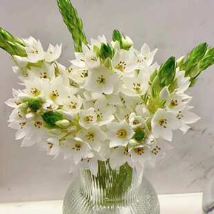 新鲜雀梅圣心百合鲜花家庭办公室瓶插水养鲜切花卉花期长云南直发