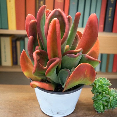 精品火狐狸老桩稀有老桩大颗贵货绿植盆栽办公室桌面四季新手好养
