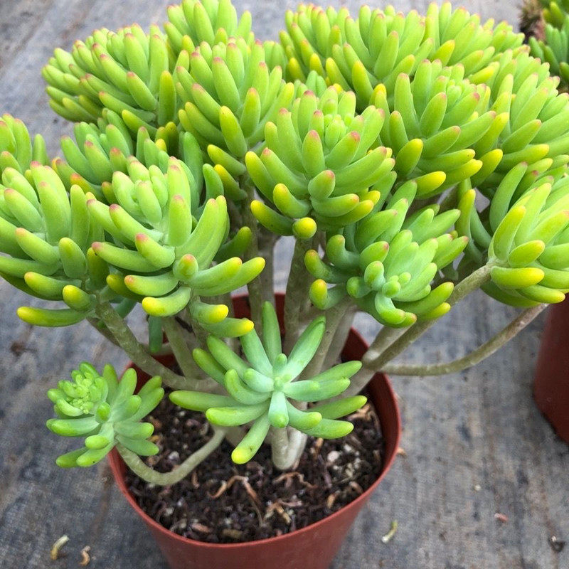 八千代老桩植物多肉群生多头新手室外阳台室内盆栽好养花卉绿植