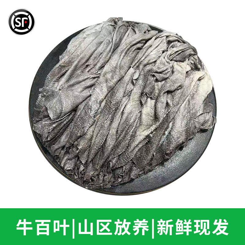 毛肚新鲜整个牛肚 牛杂 牛百叶带底板叶片黑千层重庆火锅食材商用