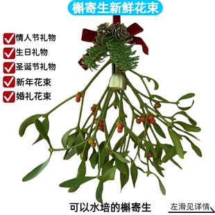 槲寄生鲜花新鲜花束新年礼物情人节礼物稀有估计深