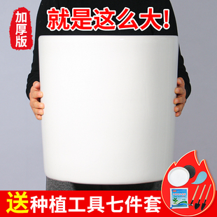 现代纯白陶瓷大花盆简约超大号口径30以上家用客厅绿植种树盆
