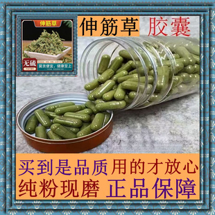 伸筋草胶囊晒干石松立筋草舒筋草抽筋草散寒通经活络筋骨草正品