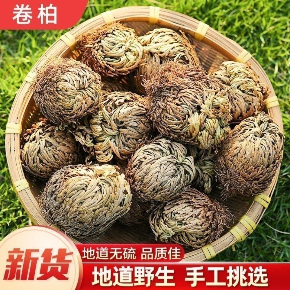 野生卷柏九死还魂草中药材
