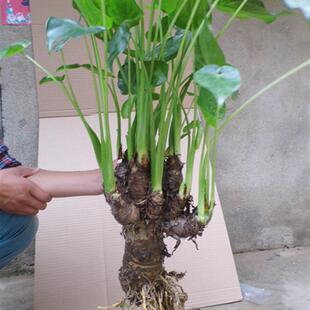 水培滴水观音 客厅绿植花卉盆栽 千手观音 包邮