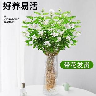 九里香水培植物盆栽办公室内桌面好养懒人鲜花绿植茉莉花水养花卉