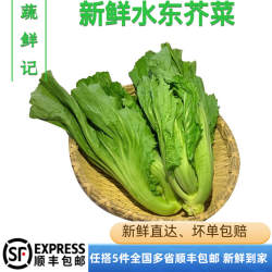 新鲜蔬菜广东水东芥菜盖菜包心芥菜酸菜鱼做泡菜500g五件包邮