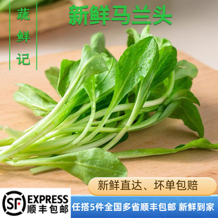 【蔬鲜记】马兰头 2斤装新鲜蔬菜食用鸡儿肠崇明岛 有水湿的