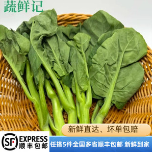 新鲜宁夏芥蓝中花芥蓝 小芥蓝正宗供港新鲜蔬菜