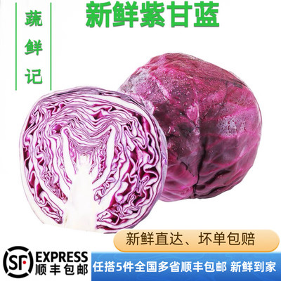 【蔬鲜记】紫甘蓝500g紫包菜紫色球生菜红紫椰菜新鲜沙拉食材