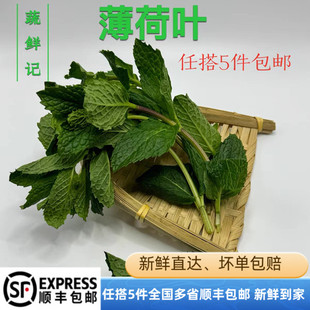 新鲜薄荷叶食用留兰香薄荷凉茶调泡酒水吧烘焙点缀装饰食材酒店供