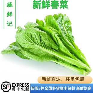 【蔬鲜记】新鲜春菜500g潮汕新鲜农家蔬菜小芥菜广东菜微苦青菜