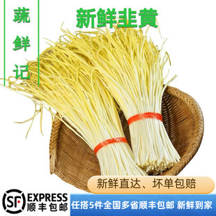 【蔬鲜记】现摘新鲜韭黄直发黄韭菜蔬菜饺子当季鲜嫩时令蔬菜