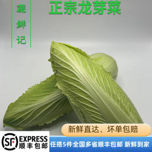 正宗龙牙菜龙牙白菜宁夏供港龙芽菜日本绍菜长白菜清甜多汁包邮