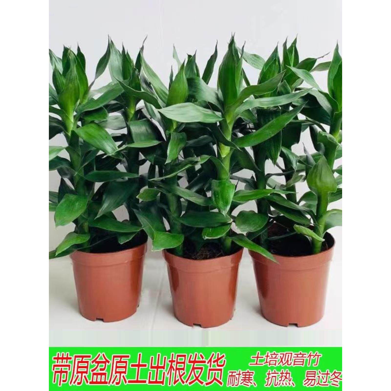 土培观音竹盆栽水培富贵竹荷花竹室内客厅水培好养绿植四季花卉