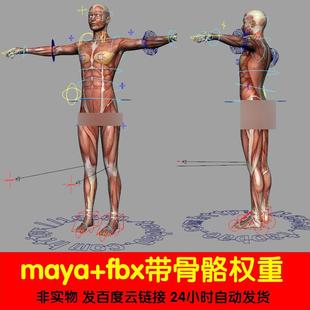 maya写实人体模型四边面带4K肌肉贴图骨骼权重绑定fbx unity3d