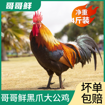 大公鸡哥哥鲜农家散养土鸡笨鸡