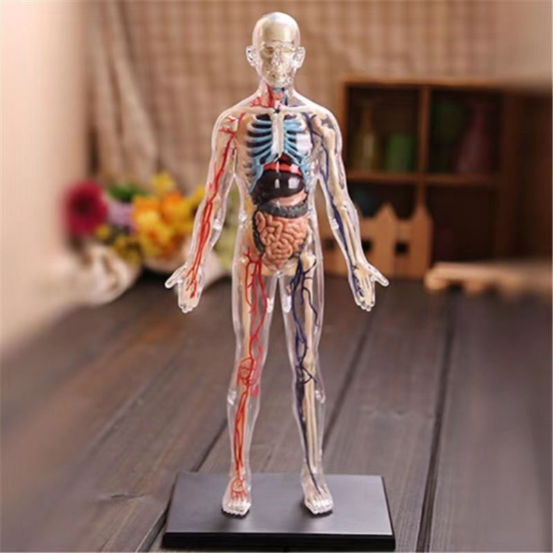 初中生物人体结构骨骼架模型器官