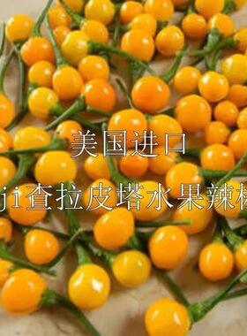 辣椒种子 查拉皮塔 辣椒中的爱马shi 独特果香 蔬菜盆栽种籽