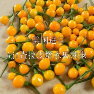 辣椒种子 查拉皮塔 辣椒中的爱马shi 独特果香 蔬菜盆栽种籽