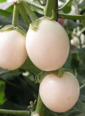 鸡蛋茄种子白圆茄子种子四季瓜果春季蔬菜种籽庭院阳台盆栽