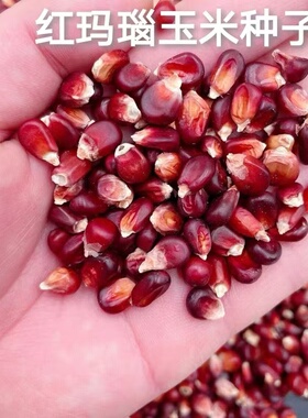 文玩玉米种子红色玛瑙玉米种籽迷你七彩玻璃宝石血丝玉米籽盆栽