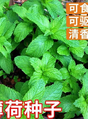 薄荷种子可驱蚊虫四季室内外庭院阳台盆栽食用柠檬薄荷蔬菜种大全