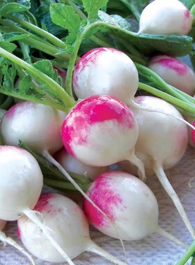 脆甜樱桃萝卜种子钻石ferry morse种籽小樱桃红萝卜种子四季盆栽