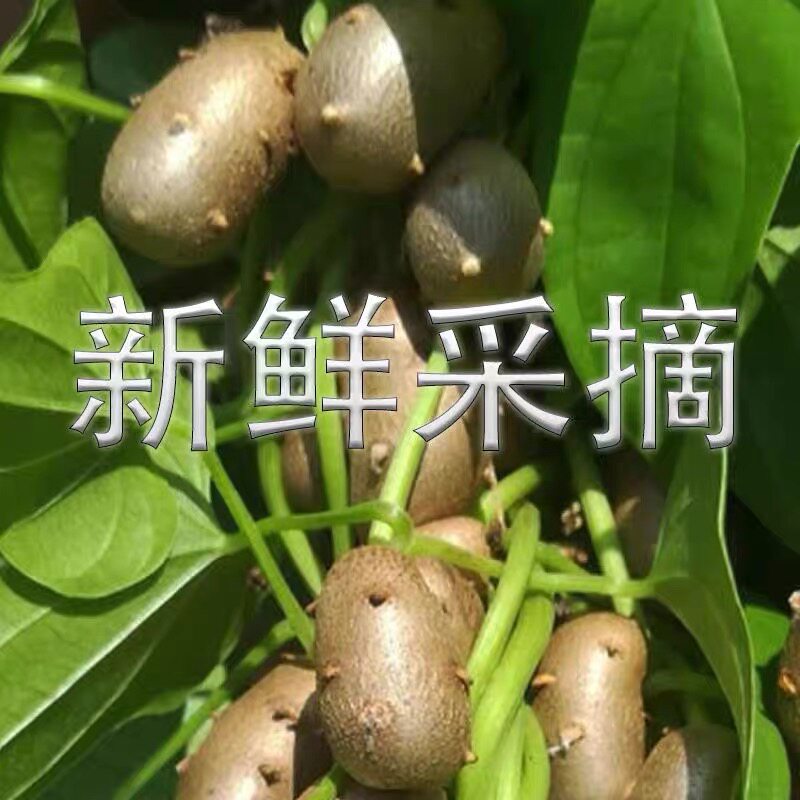 怀山药蛋正宗山药豆特大果特大铁种子棍山药山药苗山药豆育苗盆栽