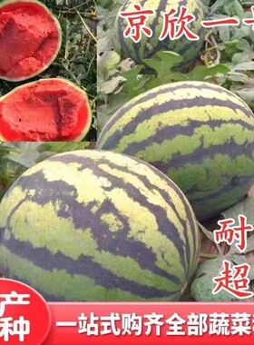 冰糖京欣特大西瓜种子种籽高产早熟孑南方四季播北方水果种籽瓜种