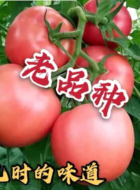 【大番茄种子】老品种粉果番茄种子不裂果自留种西红柿种子番茄籽