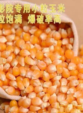 爆花玉米种子专用球形高产抗病早熟爆裂玉米种子春季庭院大田种植