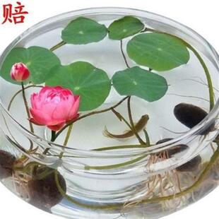 水培玻璃花瓶透明碗莲荷花铜钱草盆缸养睡莲的专用花盆鱼缸植物器