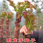 刺龙芽种籽刺老芽种子刺嫩芽刺老包种孑黑龙江东北耐寒特色野菜