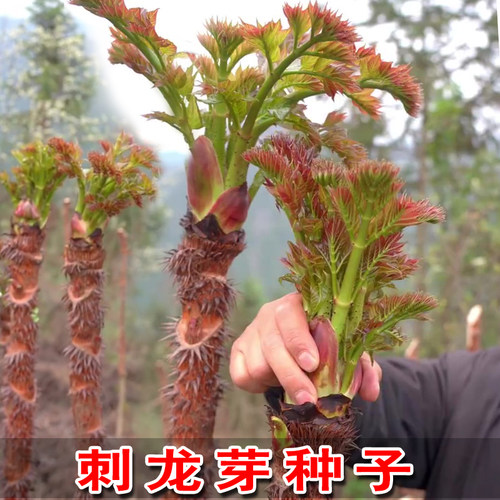刺龙芽种籽刺老芽种子刺嫩芽刺老包种孑黑龙江东北耐寒特色野菜