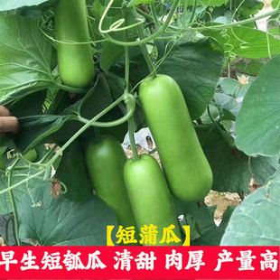 短瓠子瓜种子四季早熟高产青瓜速生耐寒蒲瓜长瓠瓜蔬菜种子大全
