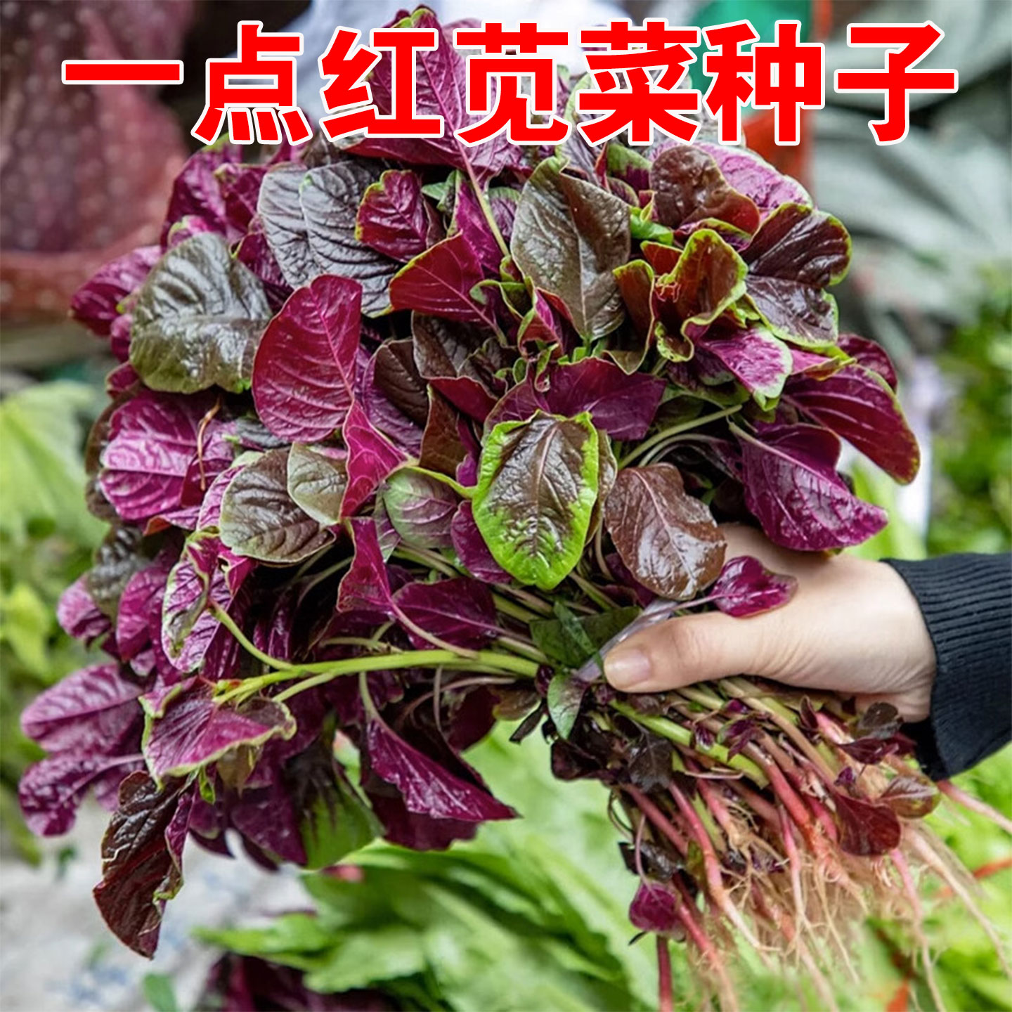 一点红苋菜种子圆叶红苋菜简单易种植蔬菜种子当季新种全红盆栽图片