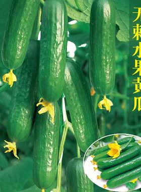 正宗荷兰水果黄瓜种子四季播种