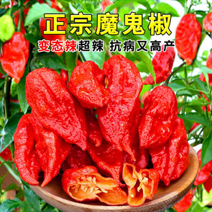 魔鬼椒种子巨辣印度变态辣蔬菜种子大全红辣椒黄辣椒种籽当季新种