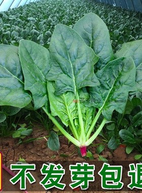 大叶菠菜种子菠菜籽种四季地爬菠菜种孑耐寒越冬蔬菜耐热秋播盆栽