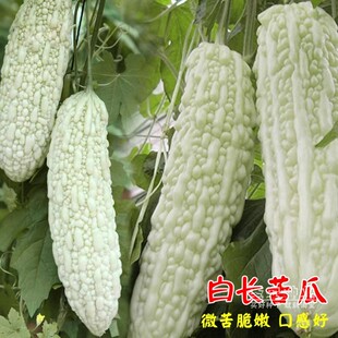 白苦瓜种籽 苹果苦瓜种籽高产大肉苦瓜种籽老品种绿苦瓜种子蔬菜