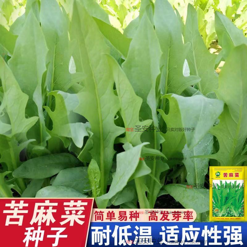 苦麻菜种子苦麦菜种籽大叶四季牧草苦麻菜马兔鱼喂猪鸡鸭鹅吃的草
