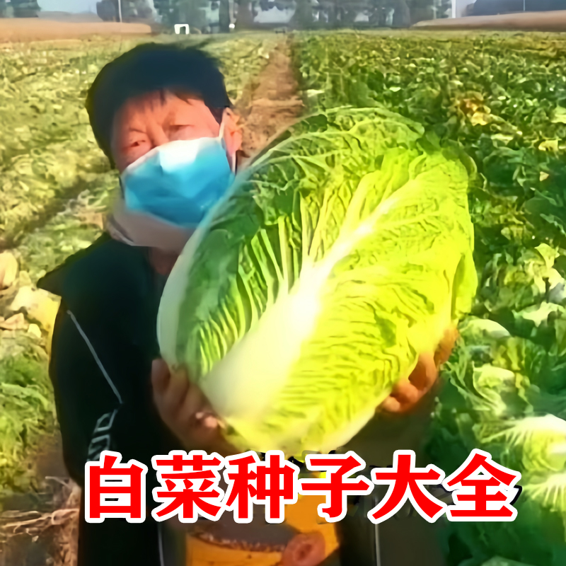 耐热黄心大白菜种子大全秋白菜种孑四季耐寒冬储白菜种籽蔬菜种子