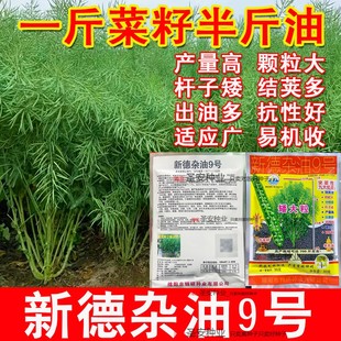 新德杂油9号油菜种子高产油菜籽种子杂交一代矮杆耐寒抗倒伏越冬