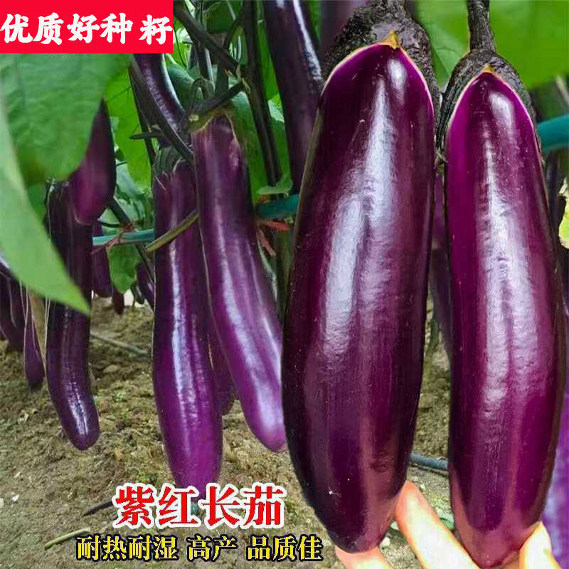 紫红长茄种子嫁接茄子蔬菜种子大全新品种大棚茄子籽农家田园蔬菜