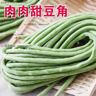 早熟肉肉甜豆角种子大肉长豆角种籽豇豆春夏季抗热品种四季播蔬菜