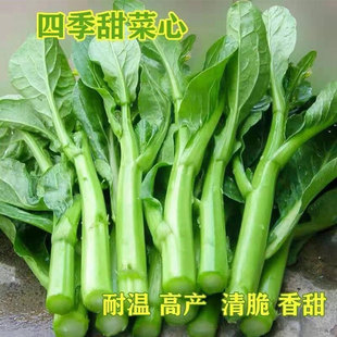 广东四九菜心种子四季播种甜脆青菜种籽速生菜苔蔬菜种子阳台种植