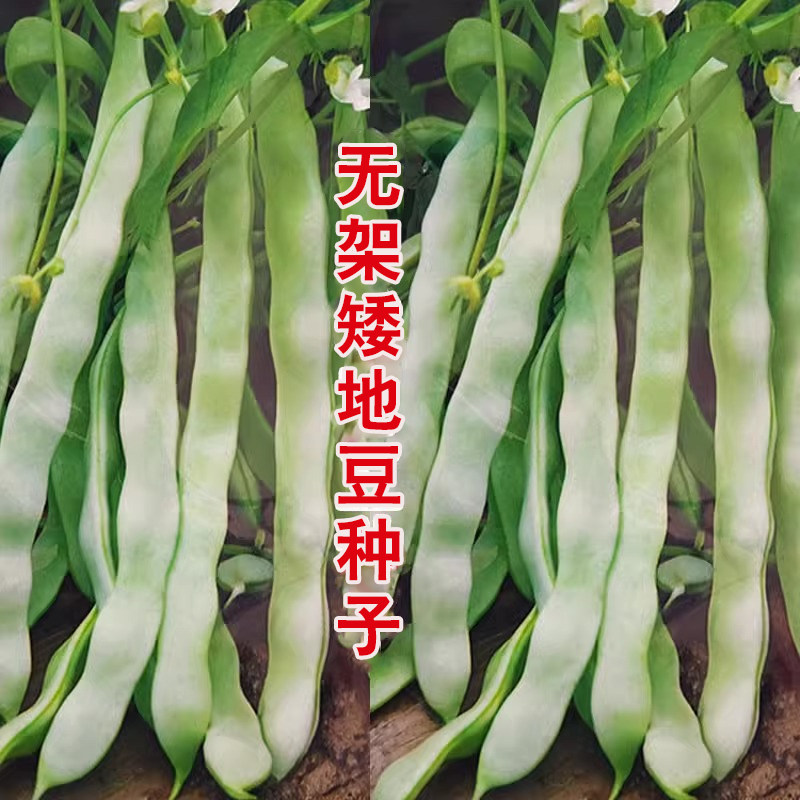 高产地豆王种子矮生不搭架无蔓芸豆四季豆角籽春秋季菜园蔬菜种孑