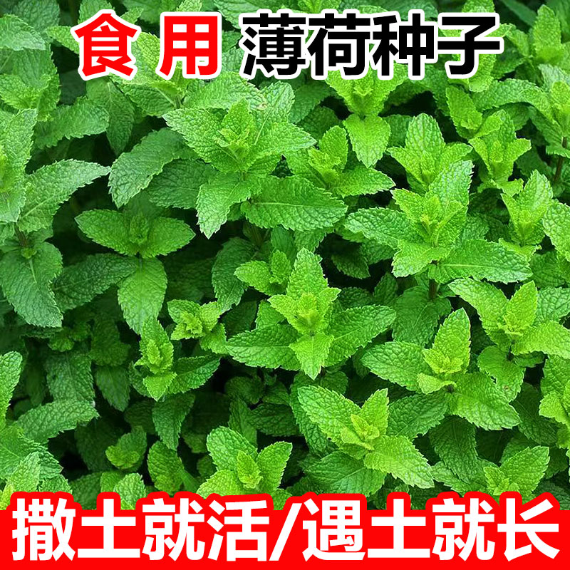 薄荷种子盆栽四季阳台庭院清香型驱蚊虫留兰香薄荷种籽新种大全图片